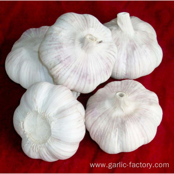 High Quality Fresh Garlic